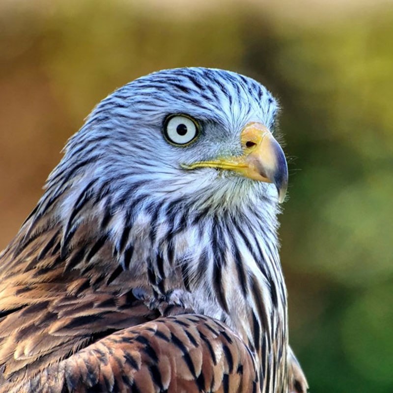 British Bird Of Prey Centre Wales  Flying Experiences Carmarthenshire