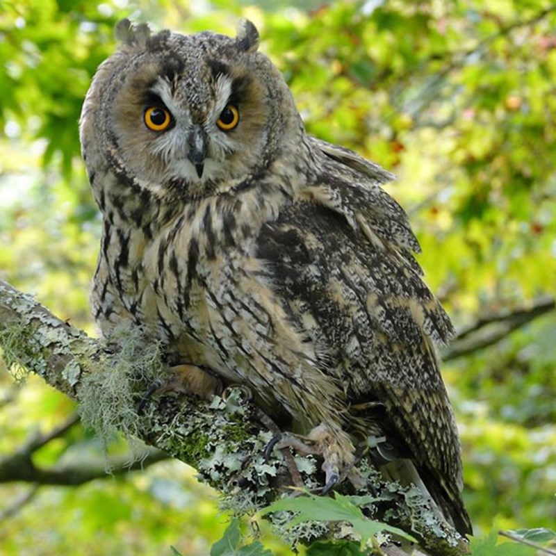 Plan your visit to the British Bird Of Prey Centre