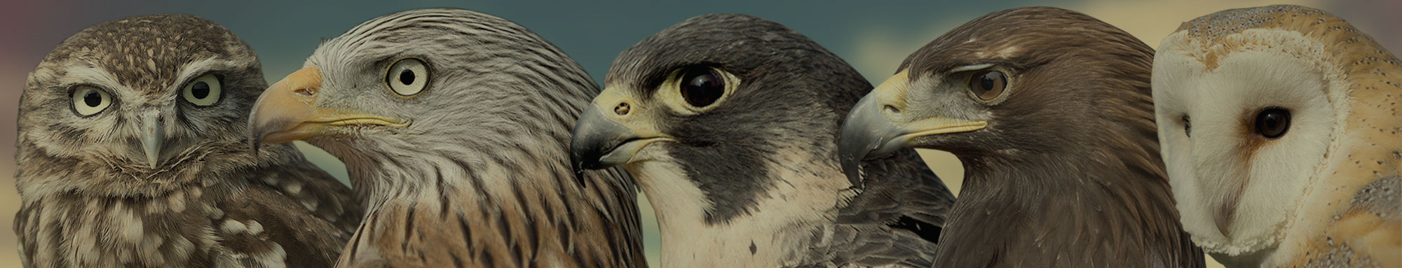 The British Bird of Prey Centre