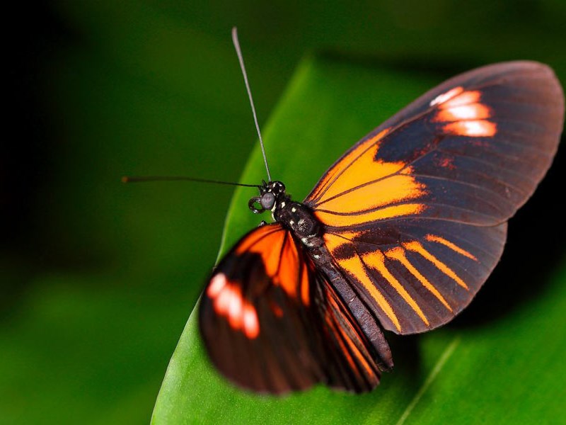 BUTTERFLY GARDEN