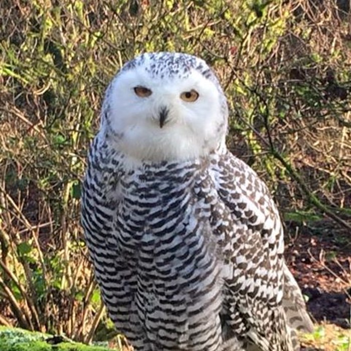 White sales owl pet