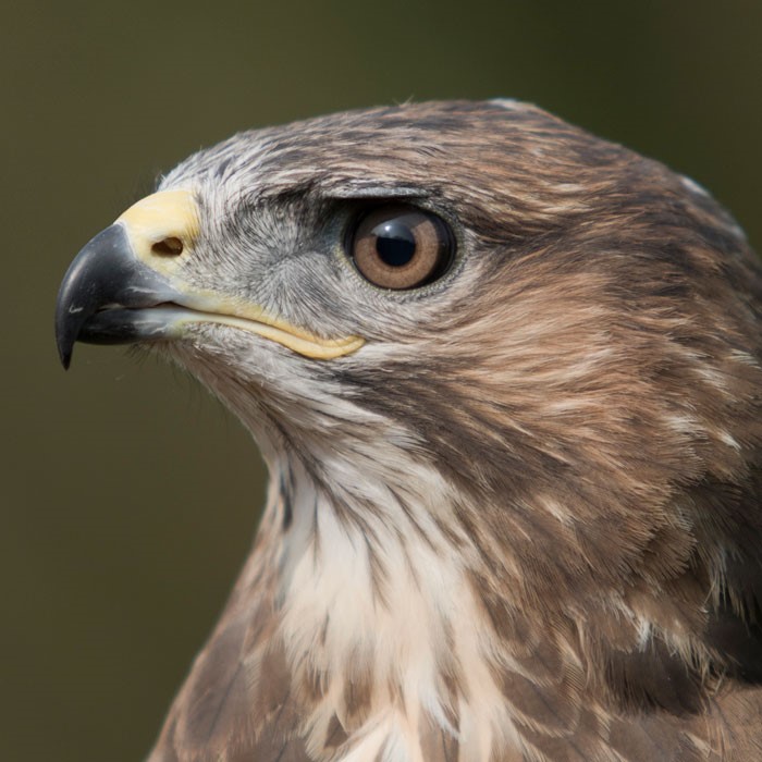 Top 90+ Images buzzards birds of prey pictures Sharp