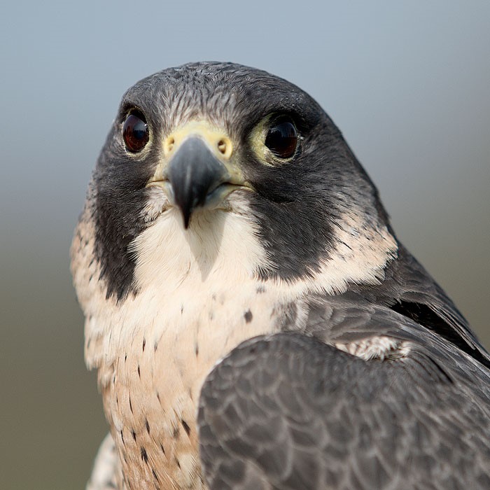 Peregrine Falcon | British Bird Of Prey Centre Wales