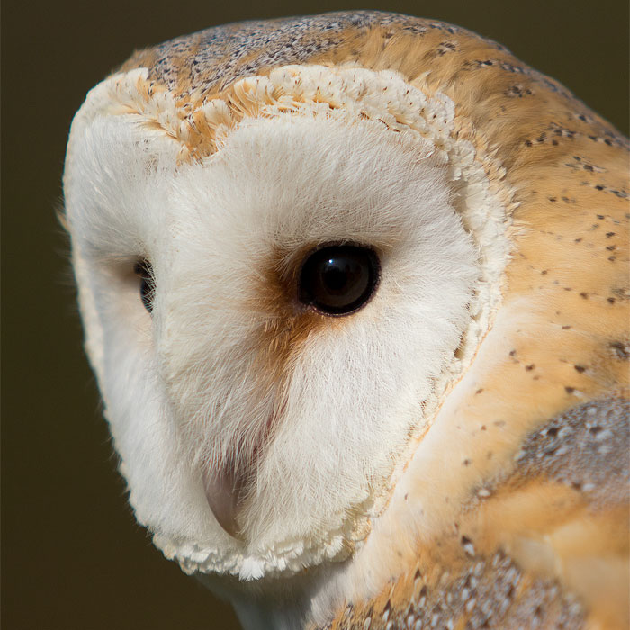 Barn Owls are completely silent when they fly