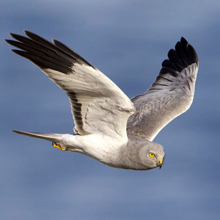 Hen Harrier  British Bird Of Prey Centre Wales