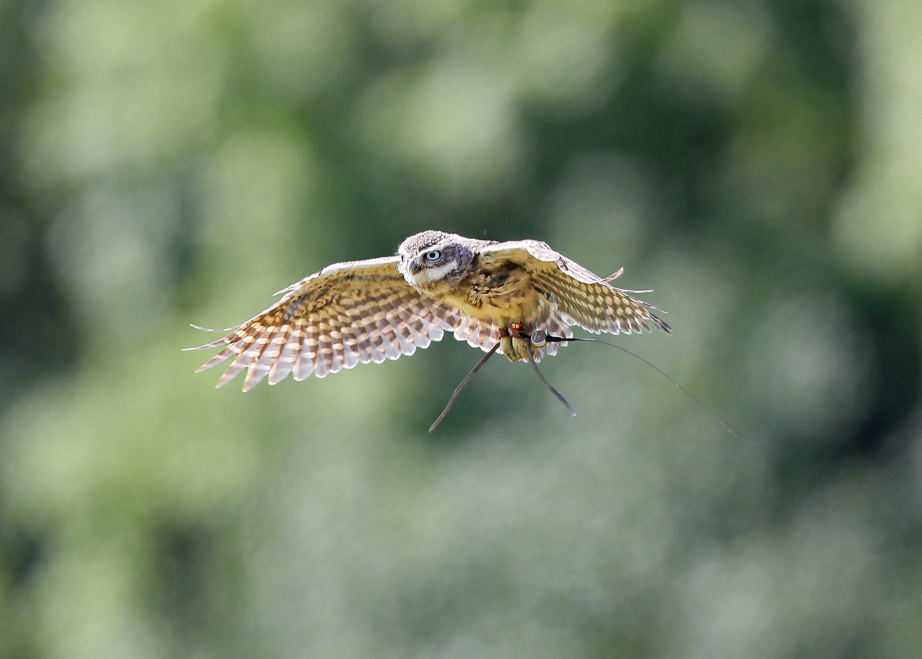 The British Bird of Prey Centre