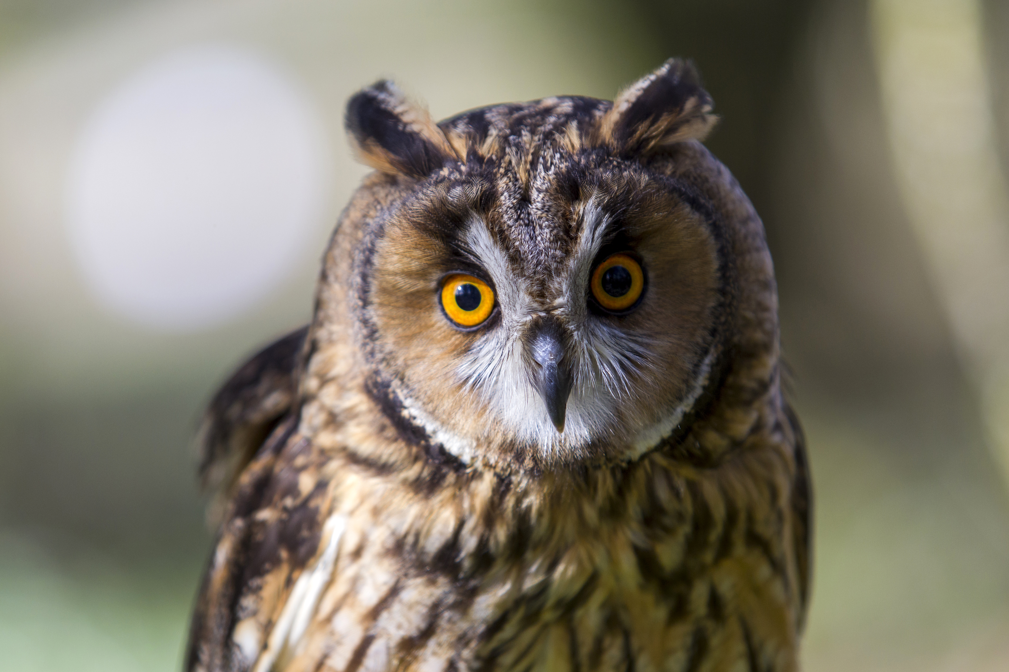 Family Owl Encounter