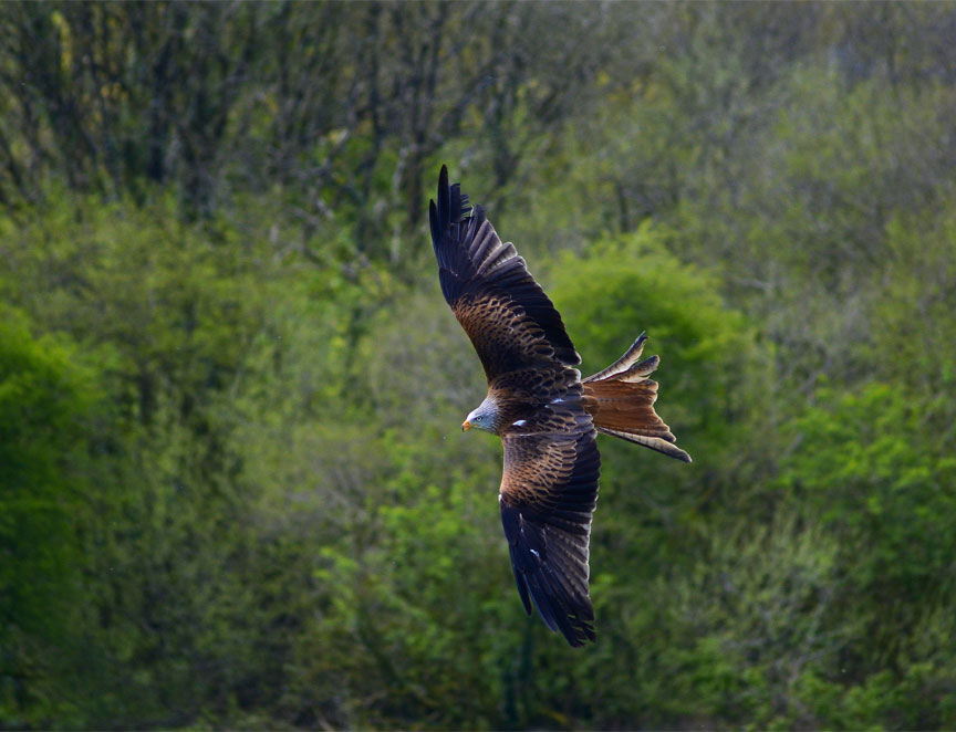 Red Kite Reintroduction is one of Wales' greatest success stories