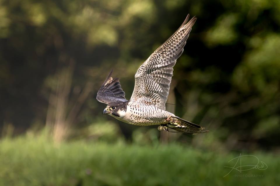 Peregrine Falcon