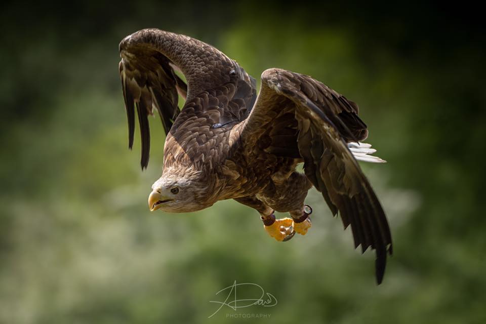 White Tailed Sea Eagle