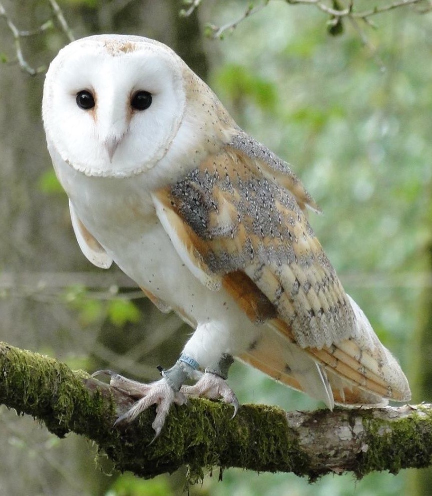 Barn Owl | British Bird Of Prey Centre Wales