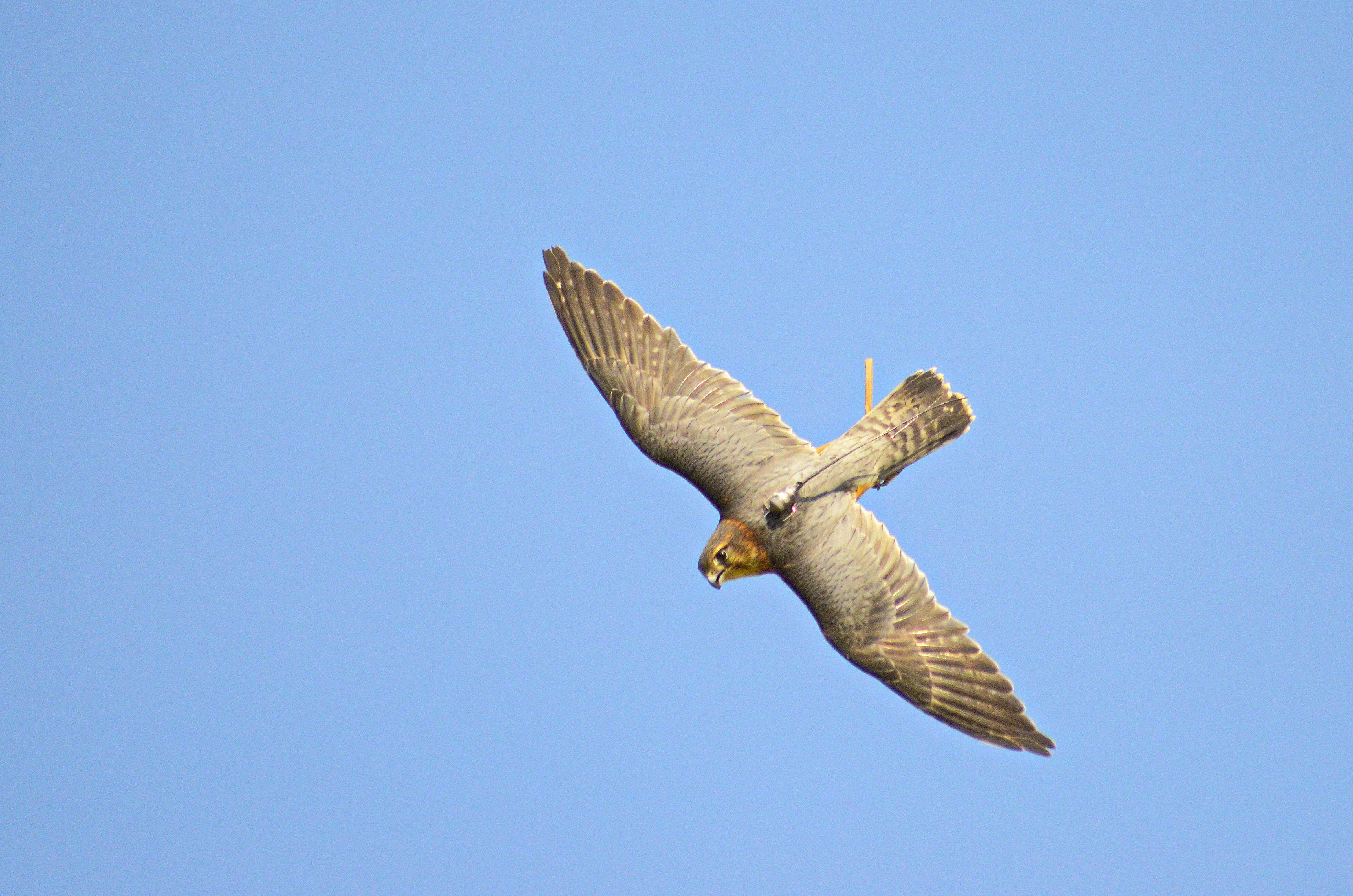 Falconry & Birds of Prey in West Wales near me