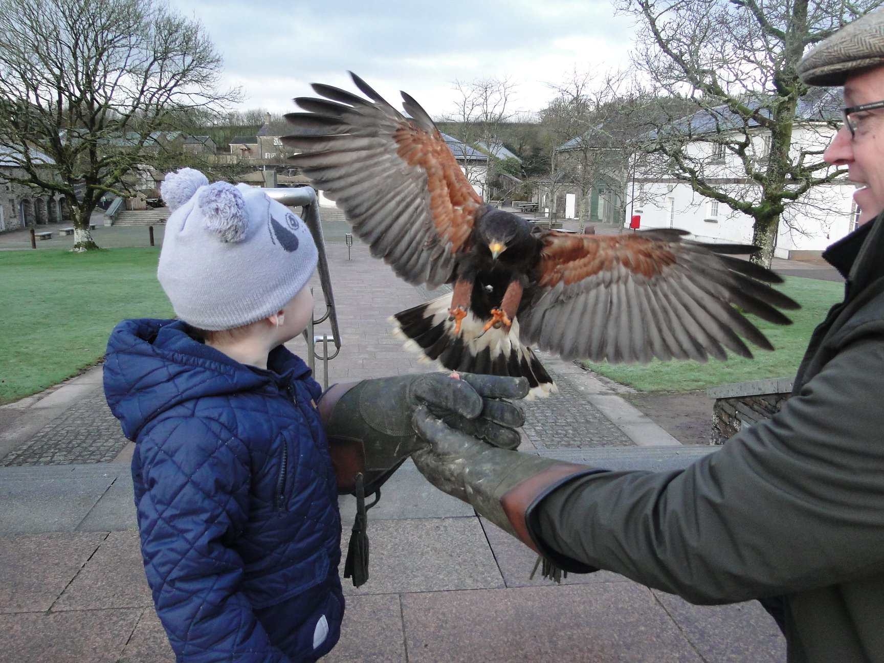 Harris Hawk