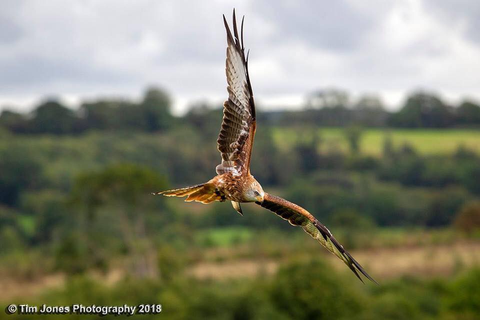 Red Kite, Wales