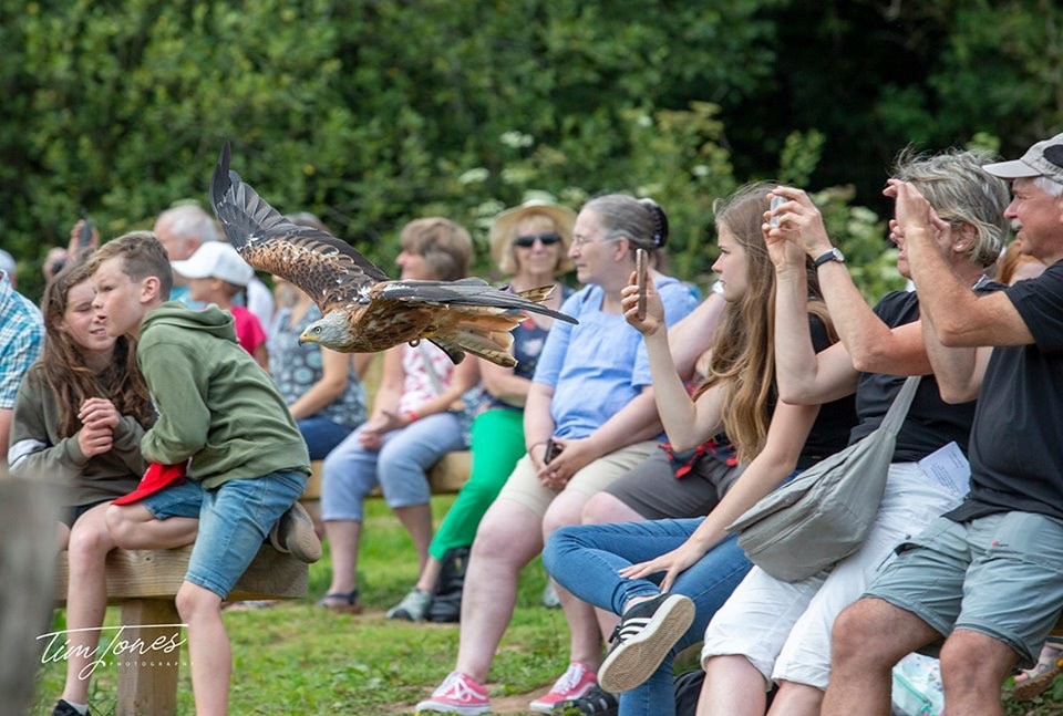 Bird of Prey Flying Show