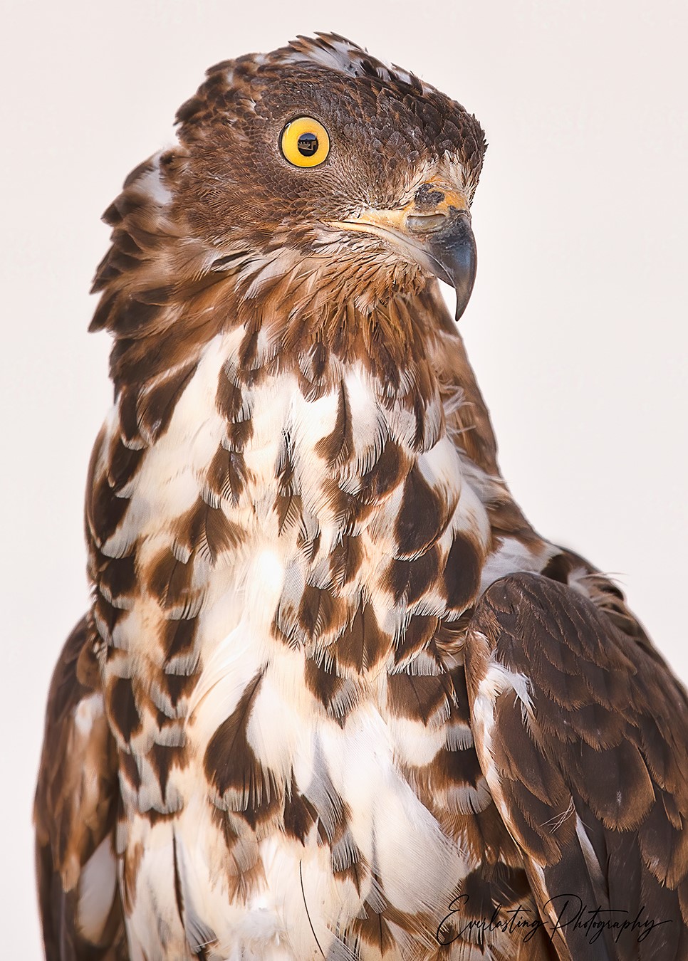 The North Devon Bird of Prey Centre