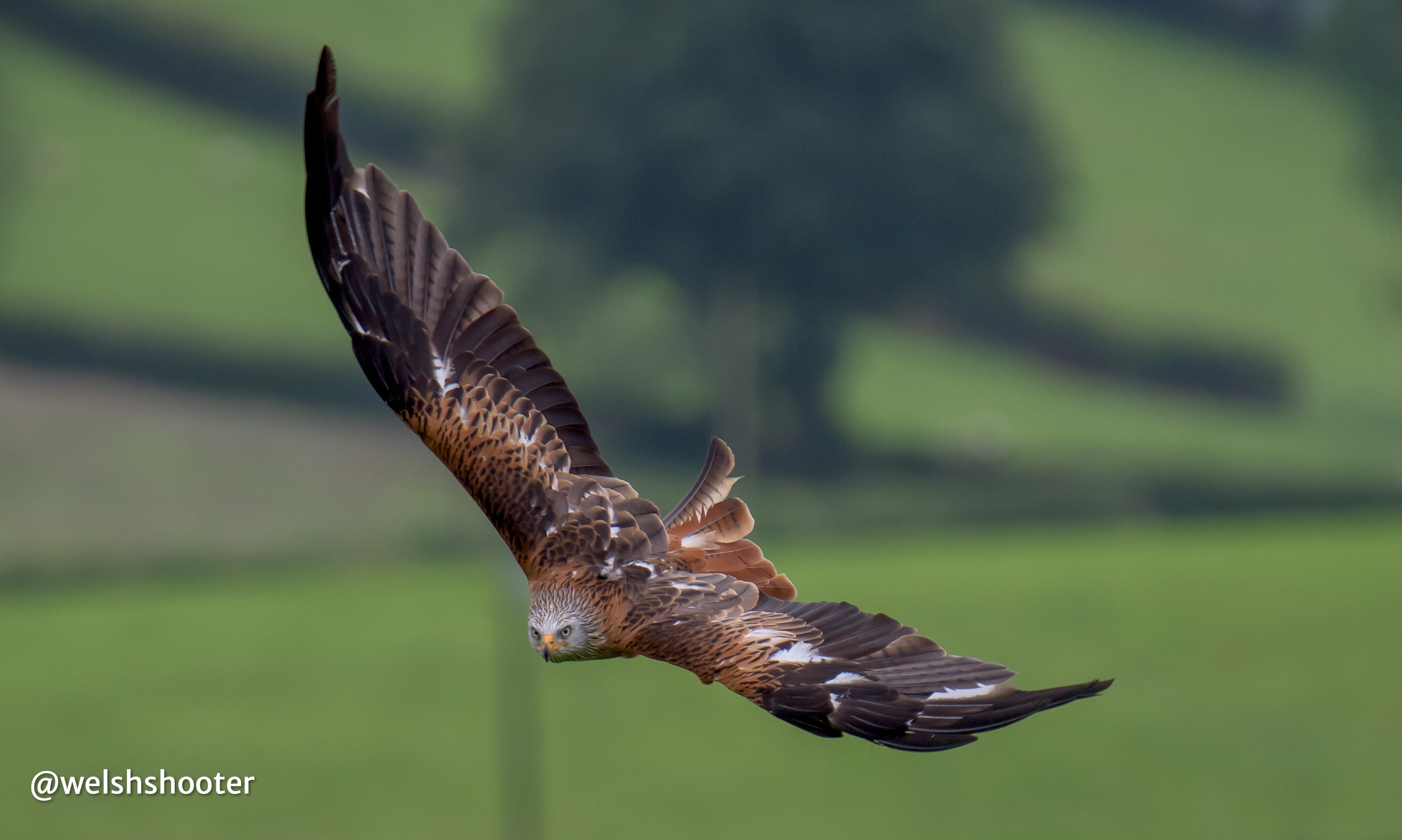 British Bird Of Prey Centre Wales  Flying Experiences Carmarthenshire