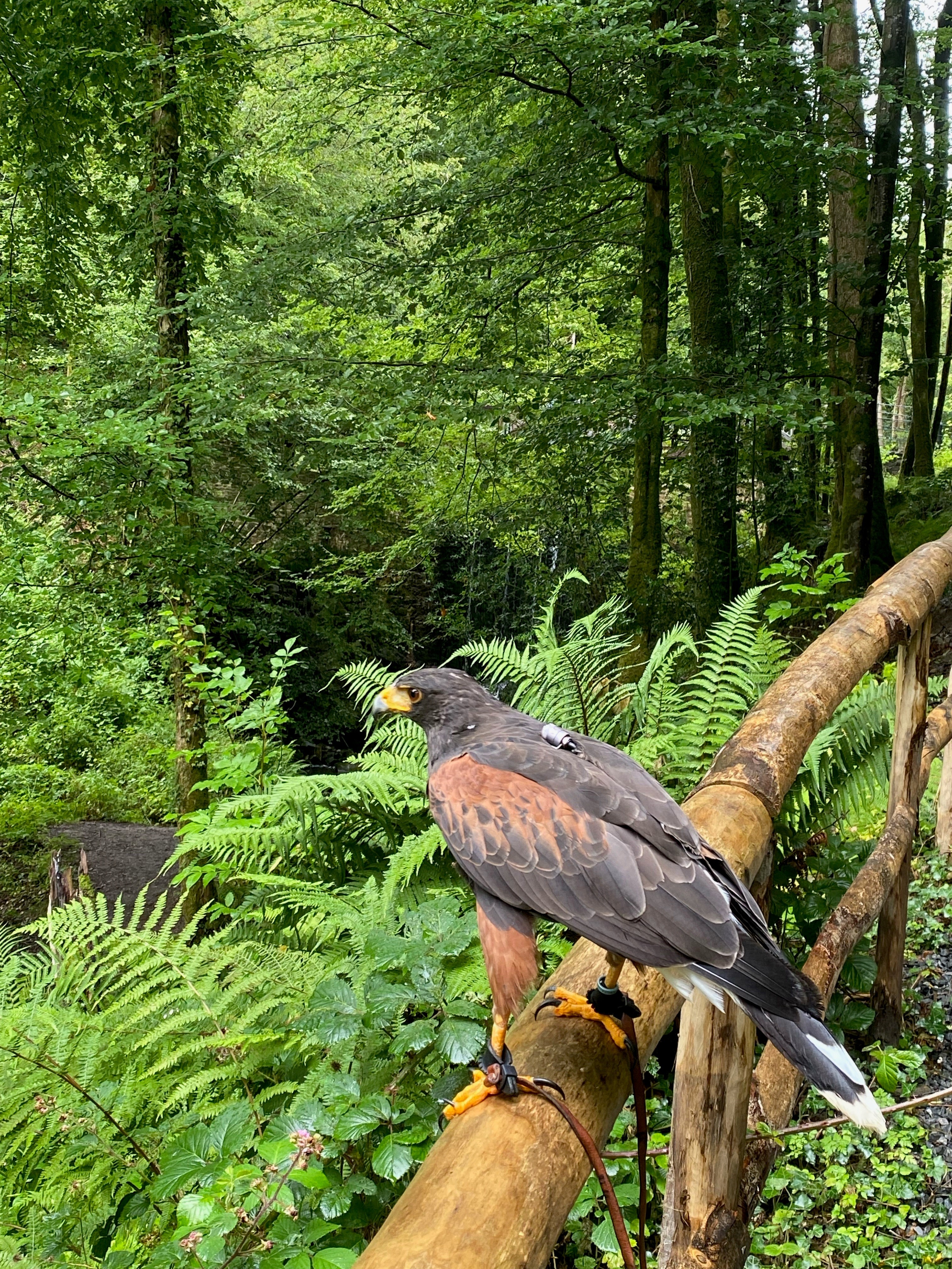 Parklands at the National Botanic Garden of Wales