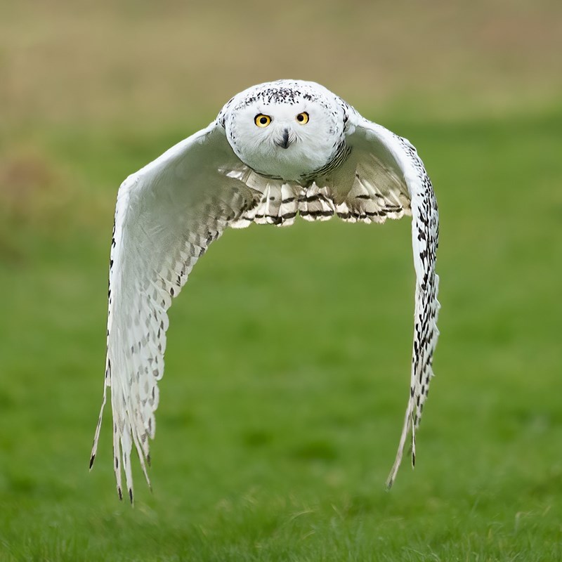 Flying Displays