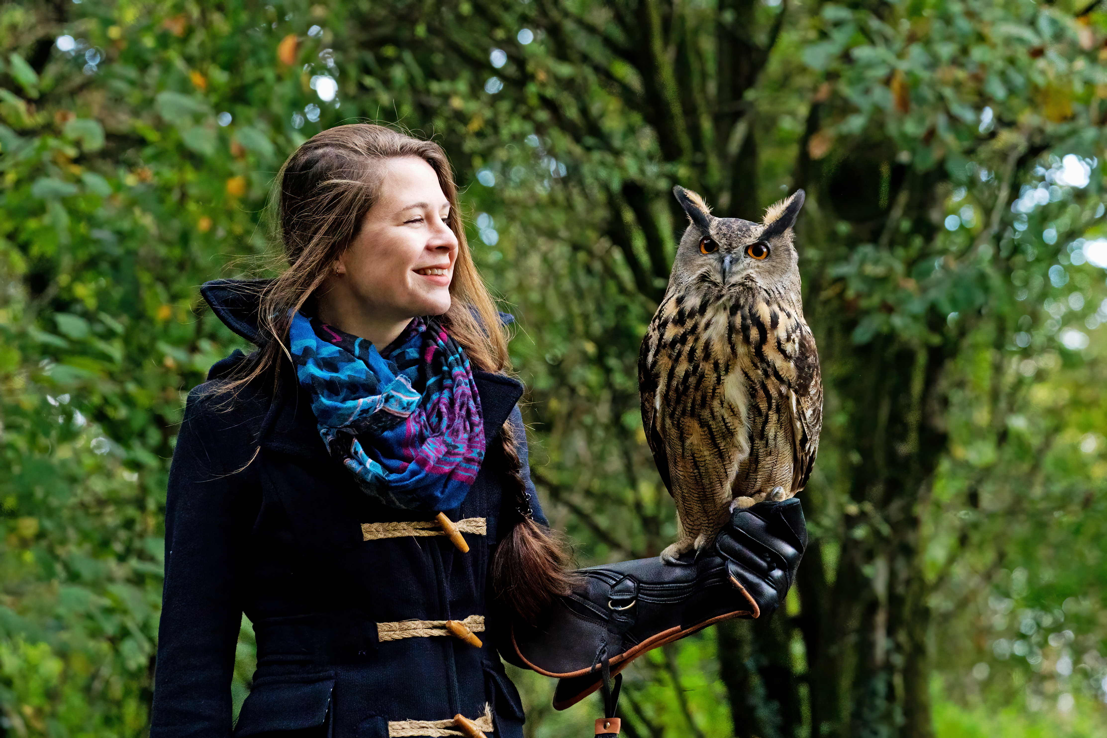 European Eagle owl