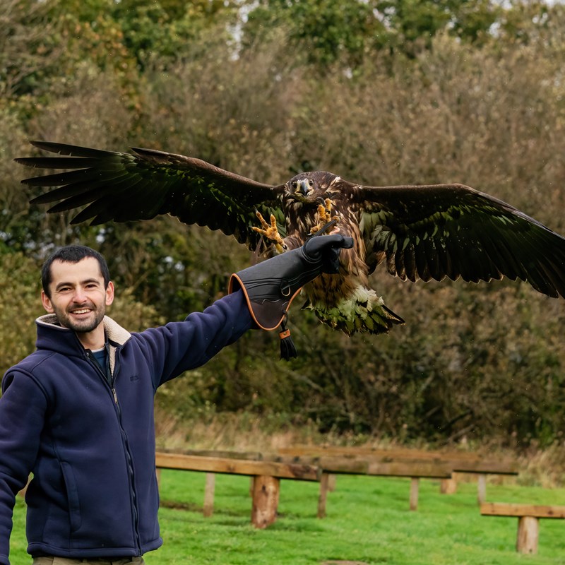 Eagle Experience Wales