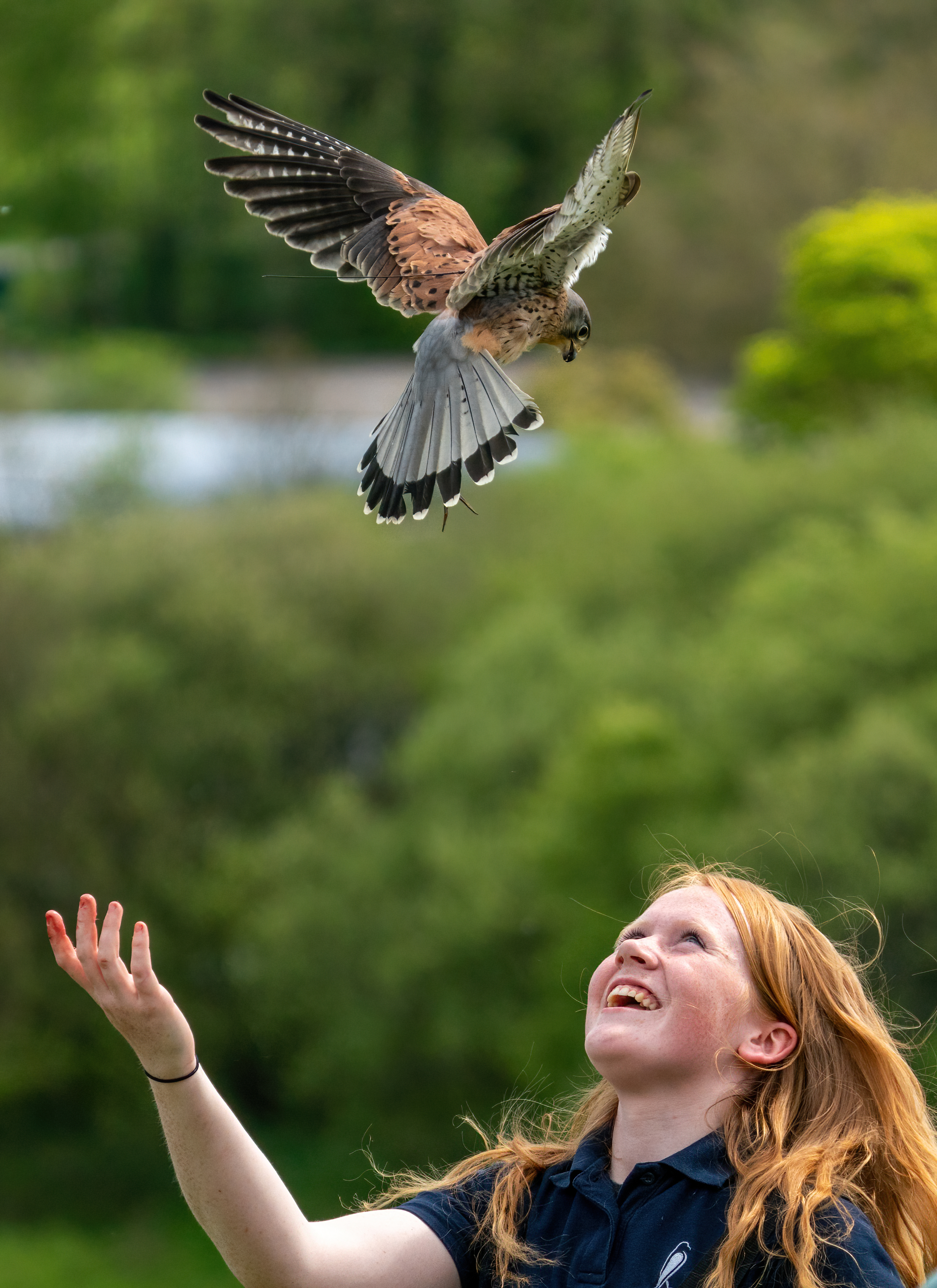 The British Bird of Prey of Centre