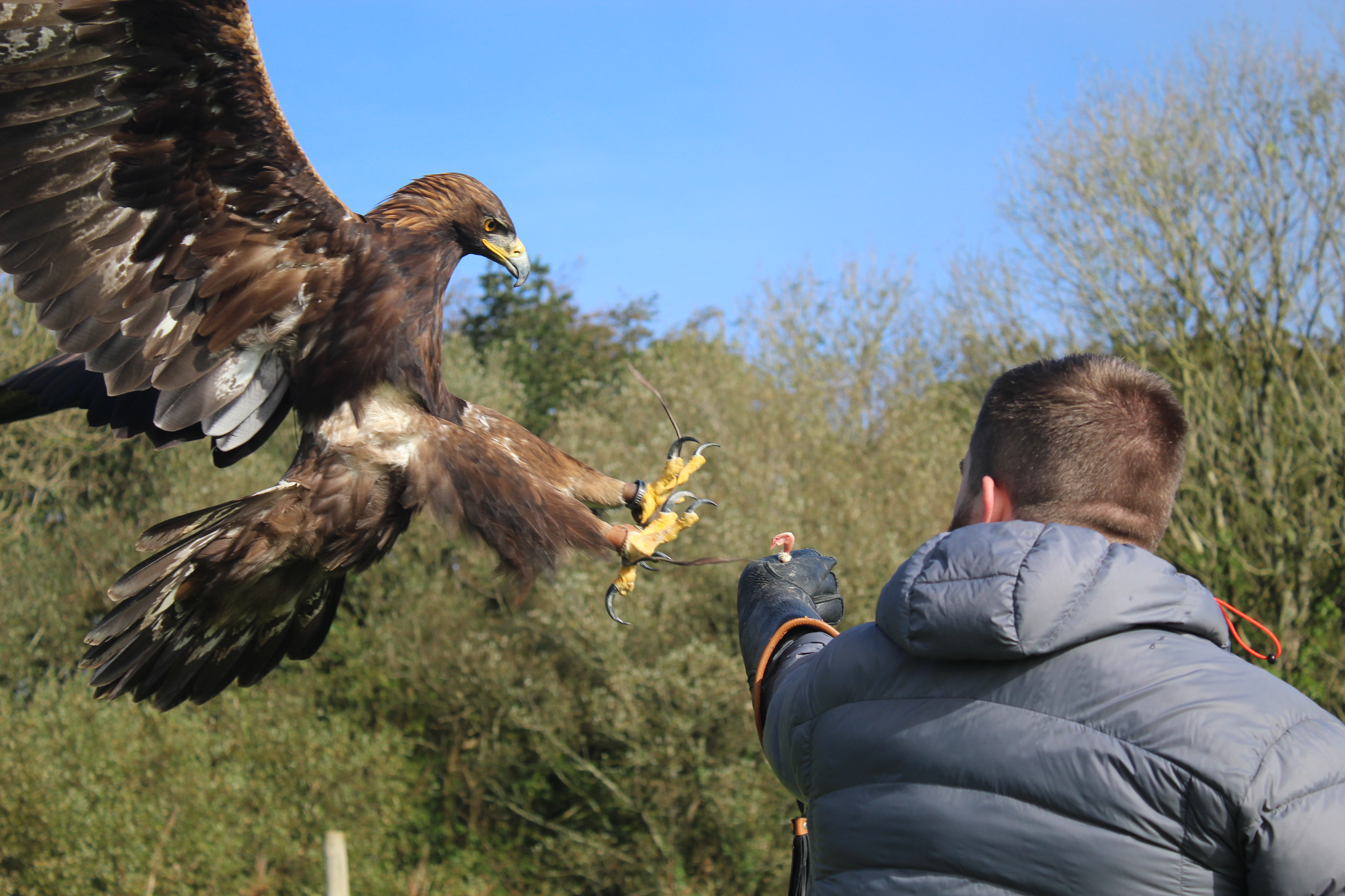 Golden Eagle