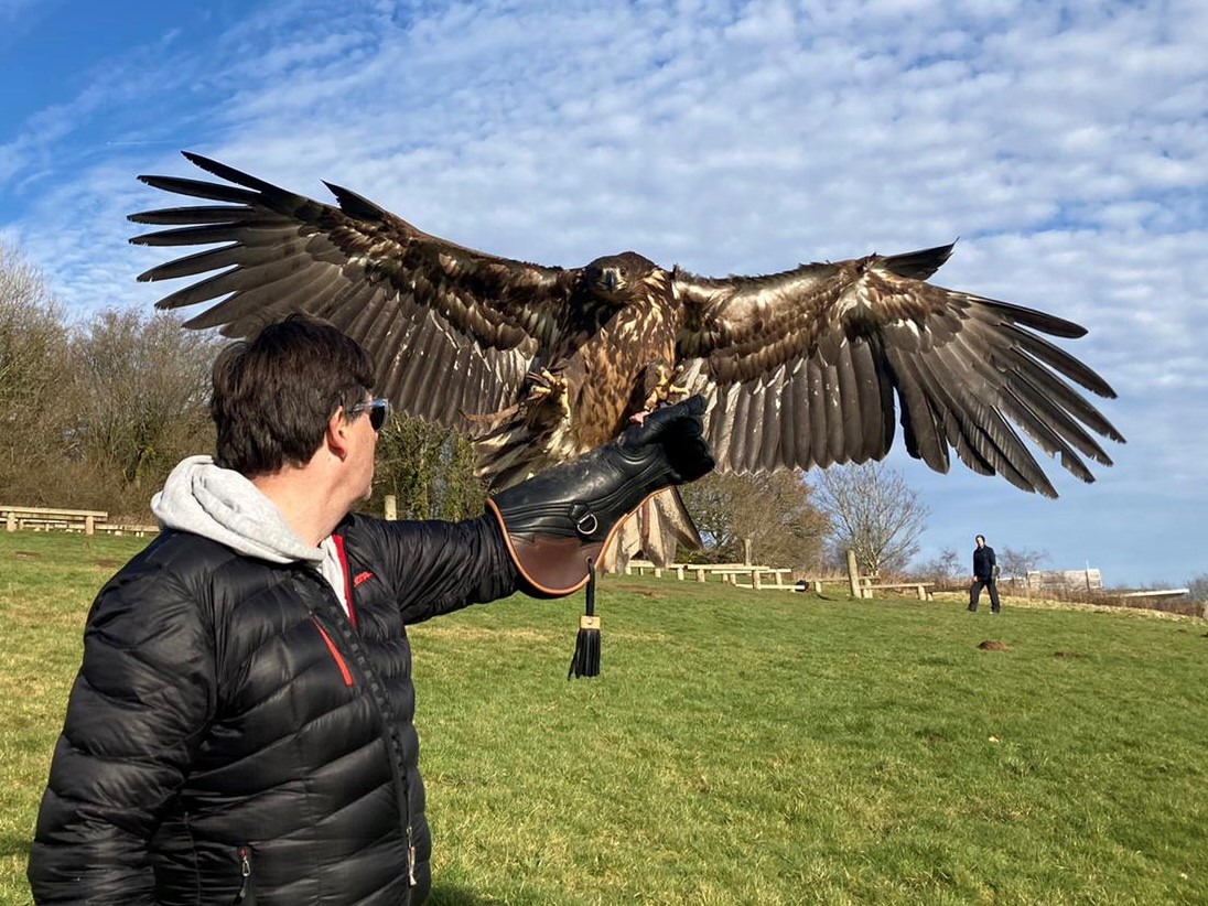 White-tailed Eagle