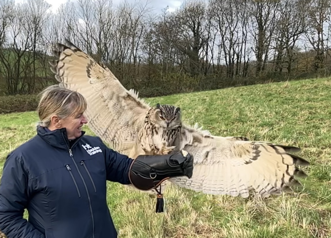 European Eagle Owl