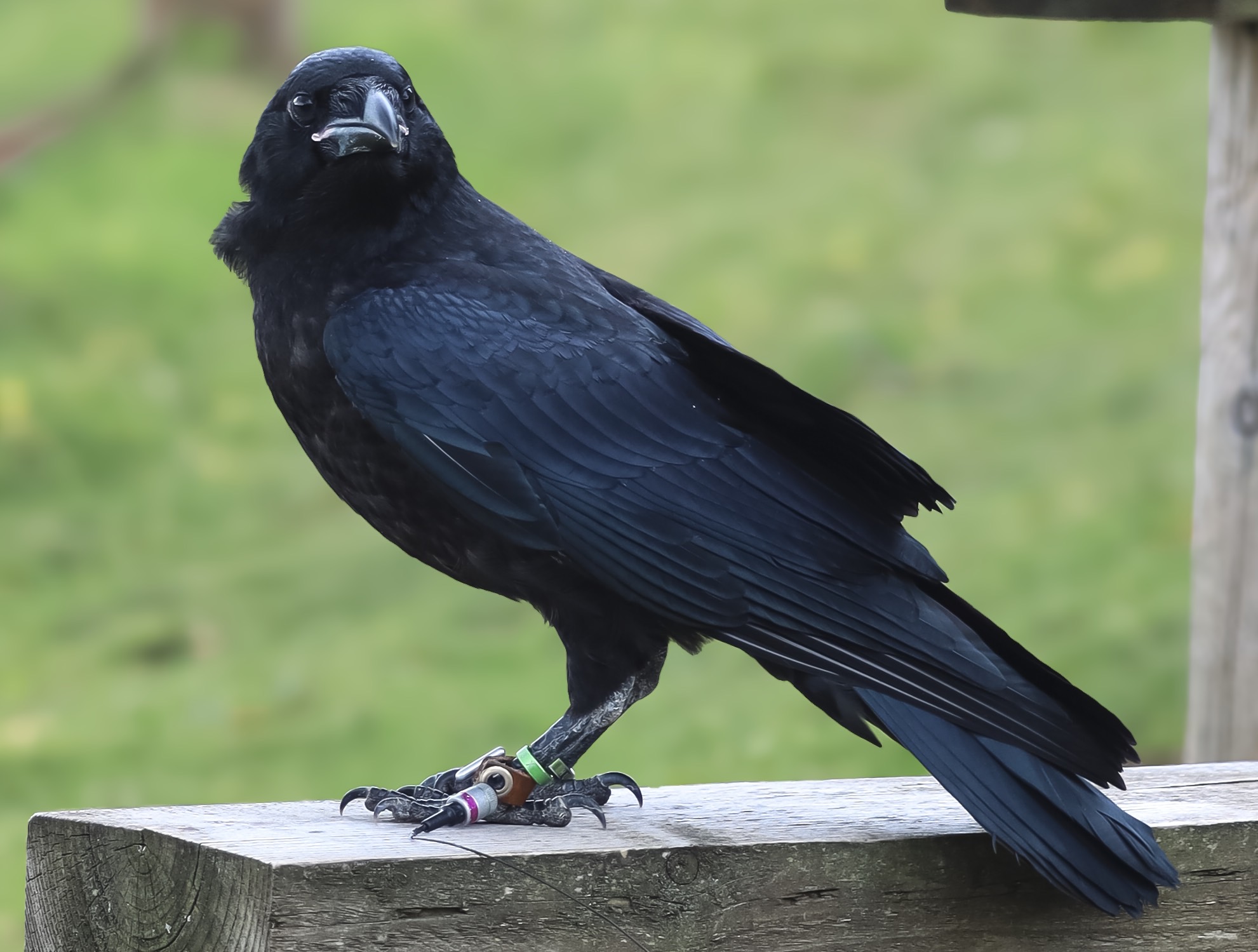 Fly Echo the Raven