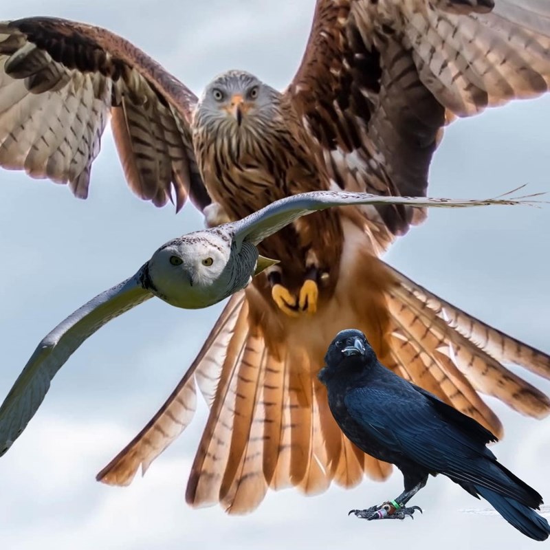 Magical Flying Experience