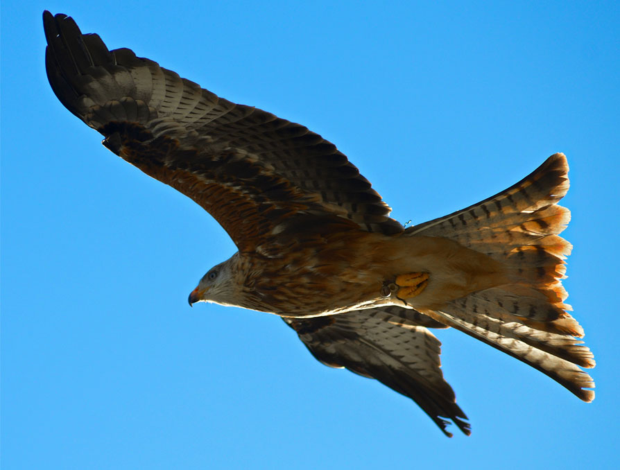 Red Kite